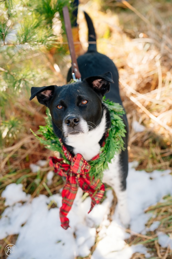 Winter Wonderland Photo Sessions with Family Pet
