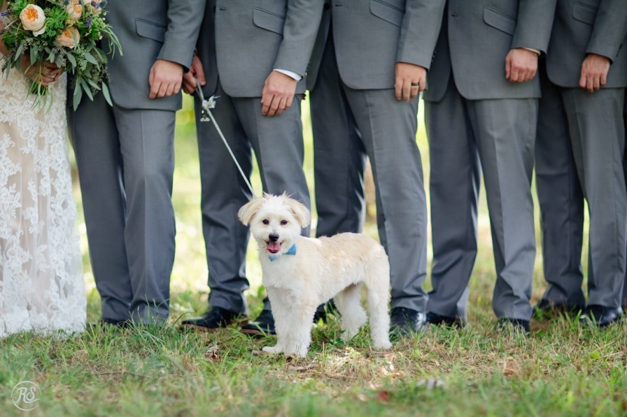 Dog in wedding party