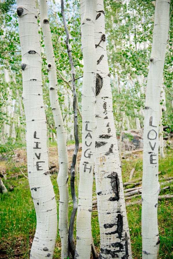 Live, Laugh, Love carved in Aspen tree