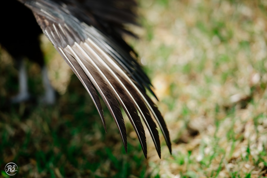 Vulture Wing