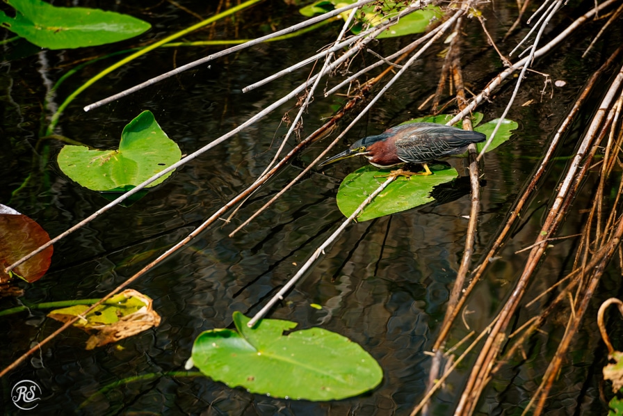 Green Backed Heron