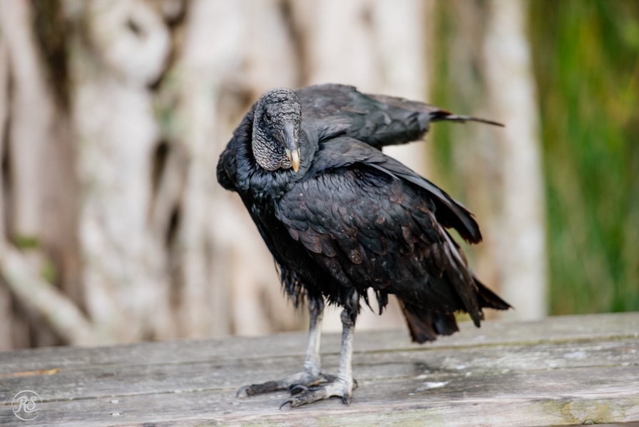 Everglades Vulture, Drivers beware!