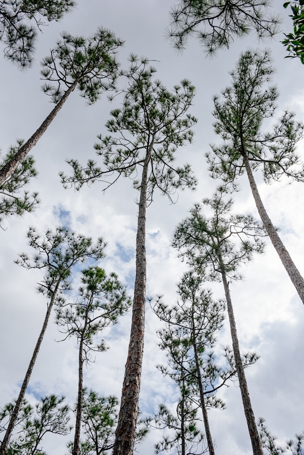Florida Pine