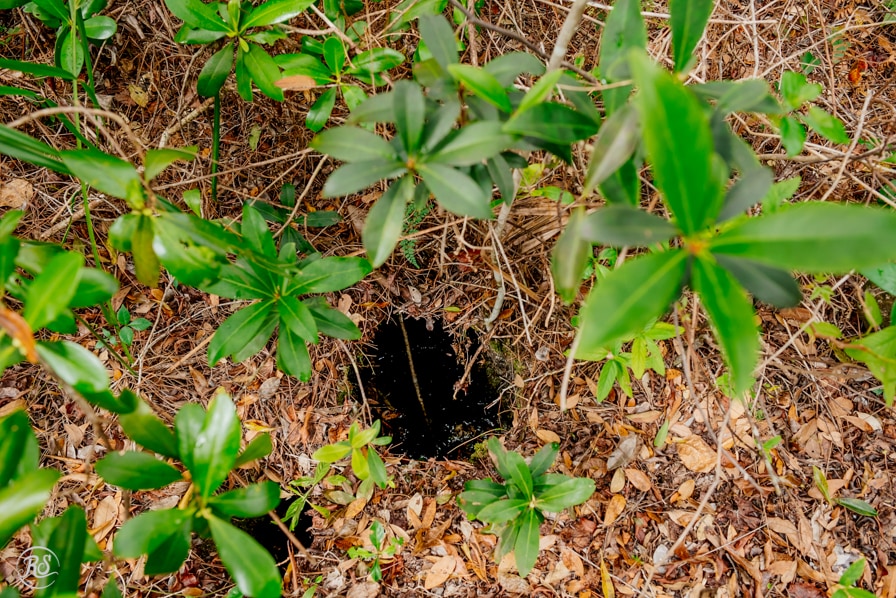 Florida sinkholes in the pinlands