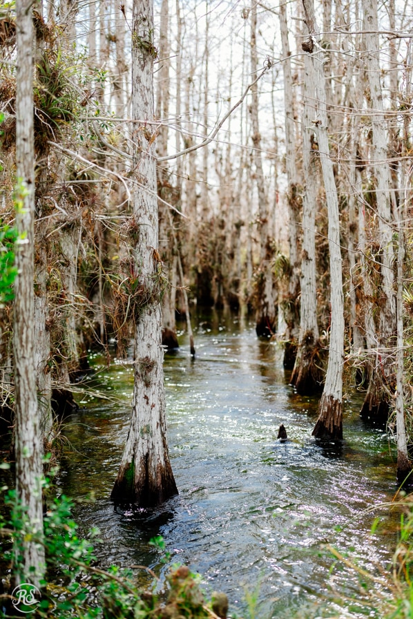 Cypress Trees in the Everglades