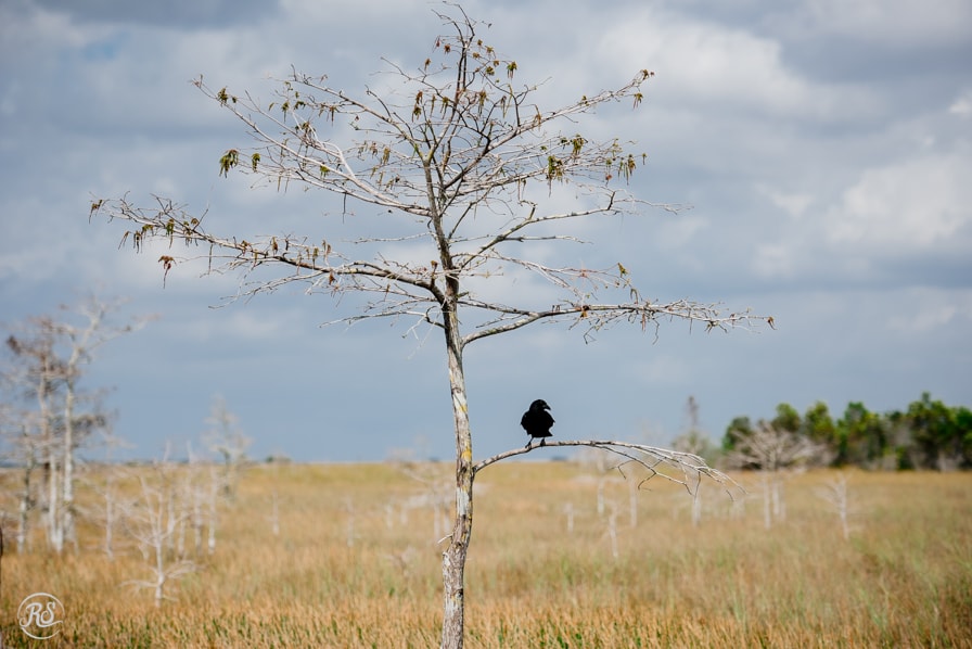 Black crow perching on bald cypress, Erie Scene 