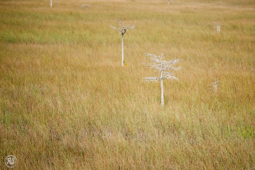 Sawgrass prairie 