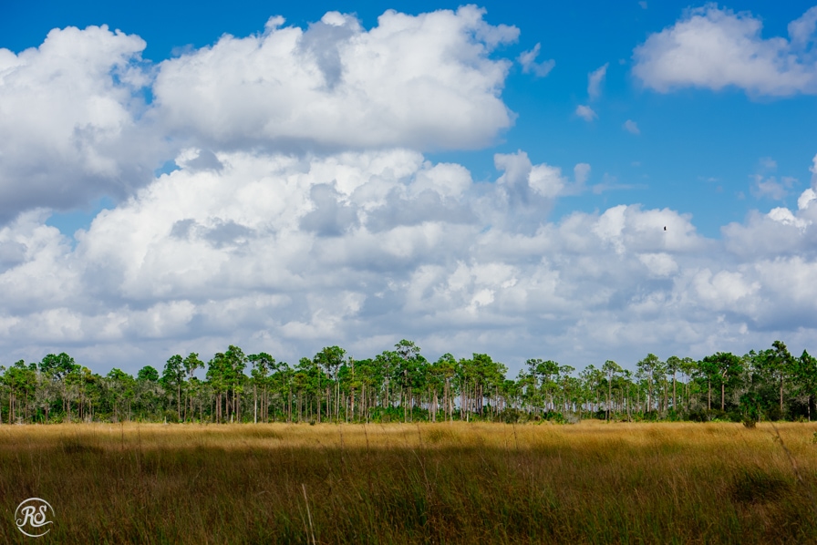 Driving through the Everglades