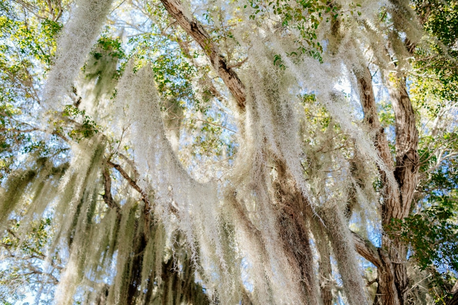 Spanish Moss