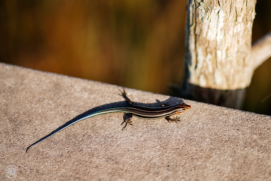 everglades reptiles, Southeastern five-lined skink