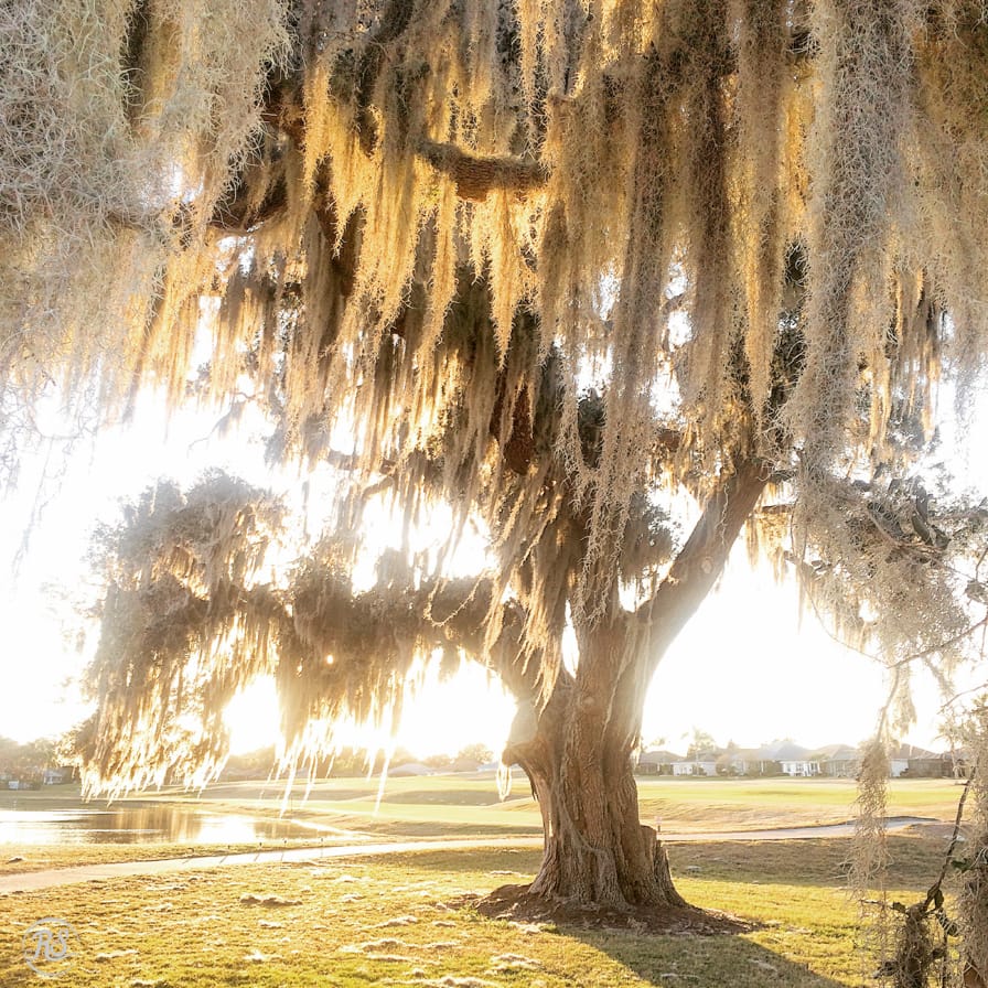 Spanish moss at sunset hanging from an oak tree.