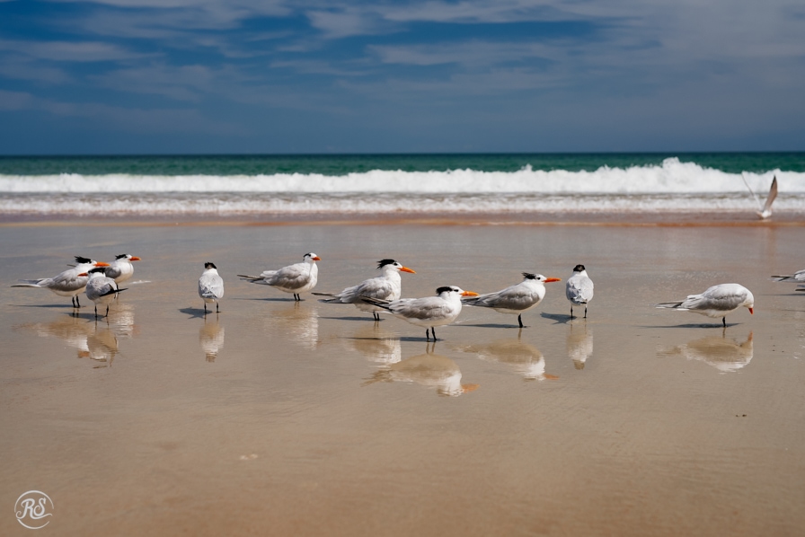 Elegant Terns at the beach