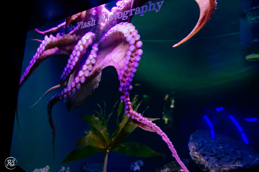 Octopus at the Aquarium 