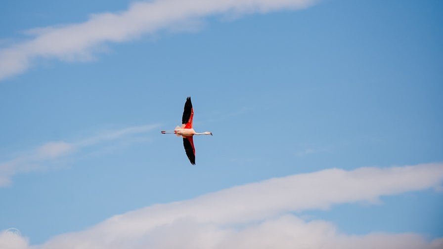 Wild Flamingo, Patagonia Wildlife