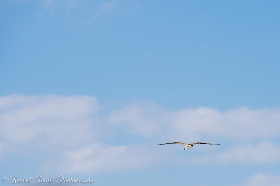 osprey