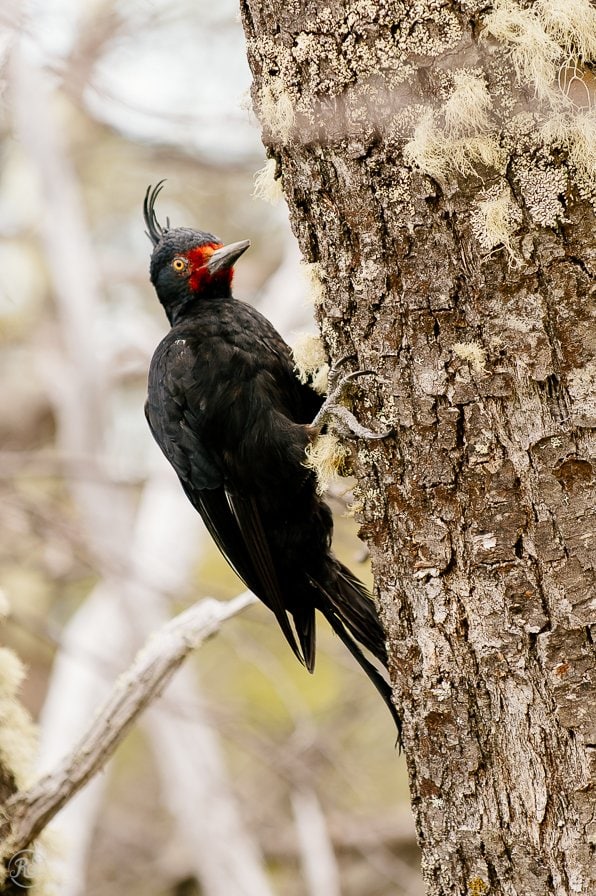 Magellanic Woodpecker, Black and Red Woodpecker