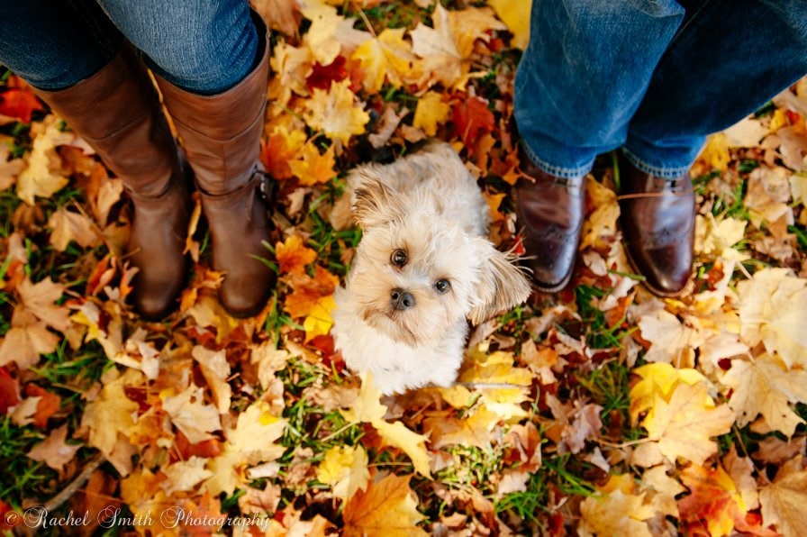 Fall Engagement Photo, Autumn Engagement Photos, Dog in Leaves