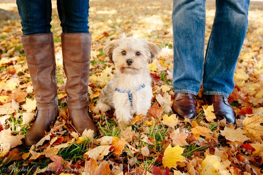 Fall Engagement Photography, Autumn Engagement Photos, Dog in fall leaves