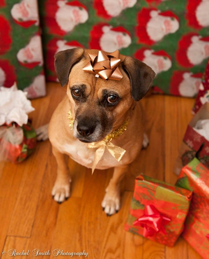 Dog with Christmas Bow