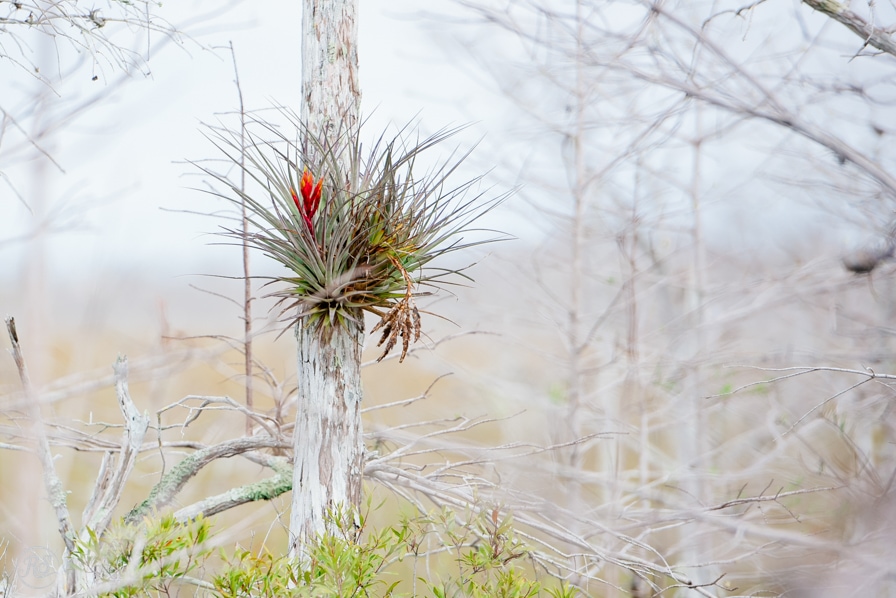 Bald Cypress with Cardinal Airplant