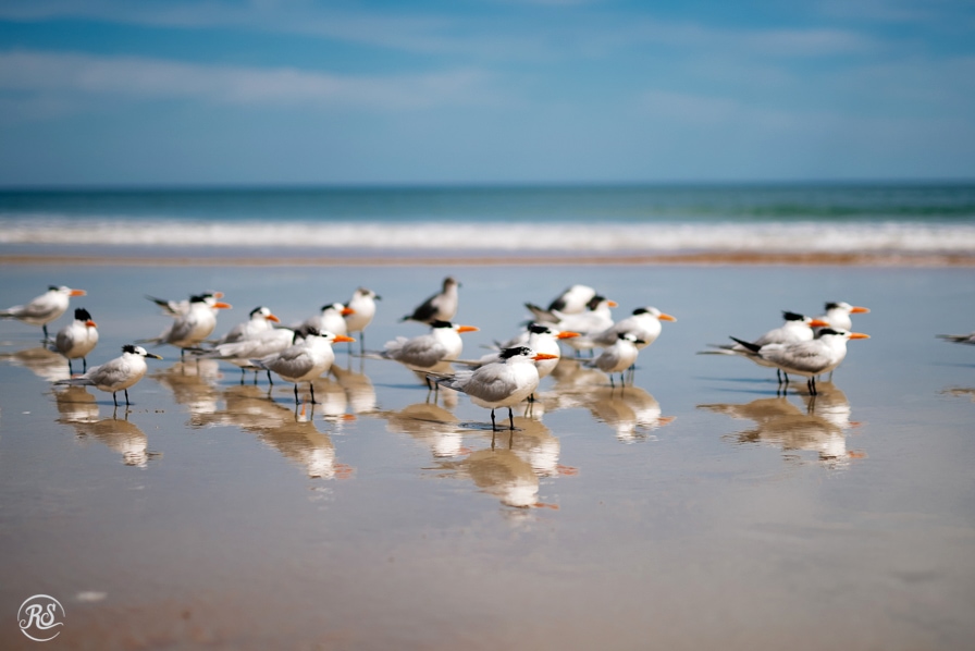 beach birds, elegant terns